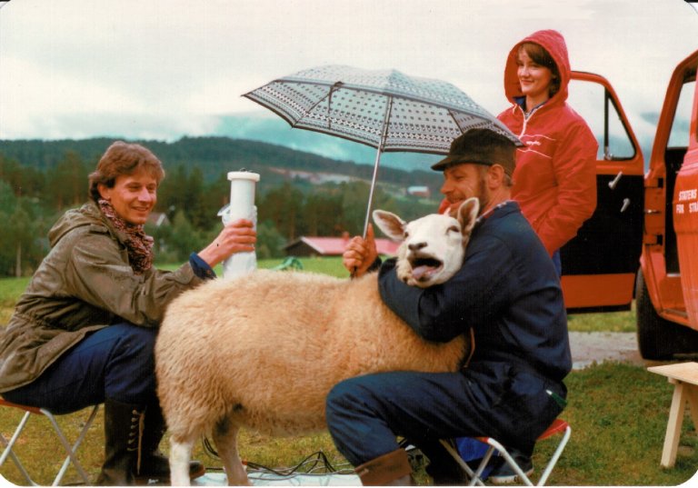 En sau holdes fast av en mann i kjeledress. En annen mann holder måleutstyr over sauen. Kvinne og bil i bakgrunnen.