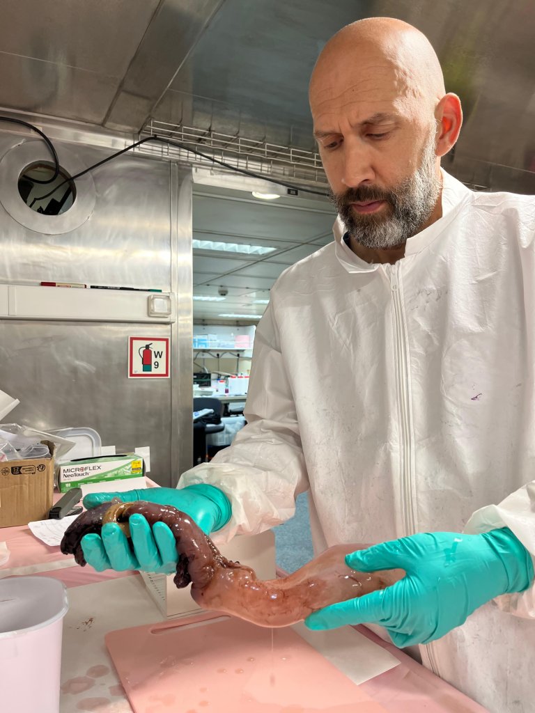 Mann i hvit overtrekksdress og gummihansker holder en sjøpølse over en arbeidsbenk. Sterile vegger av stål i bakgrunnen.